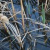Typha latifolia